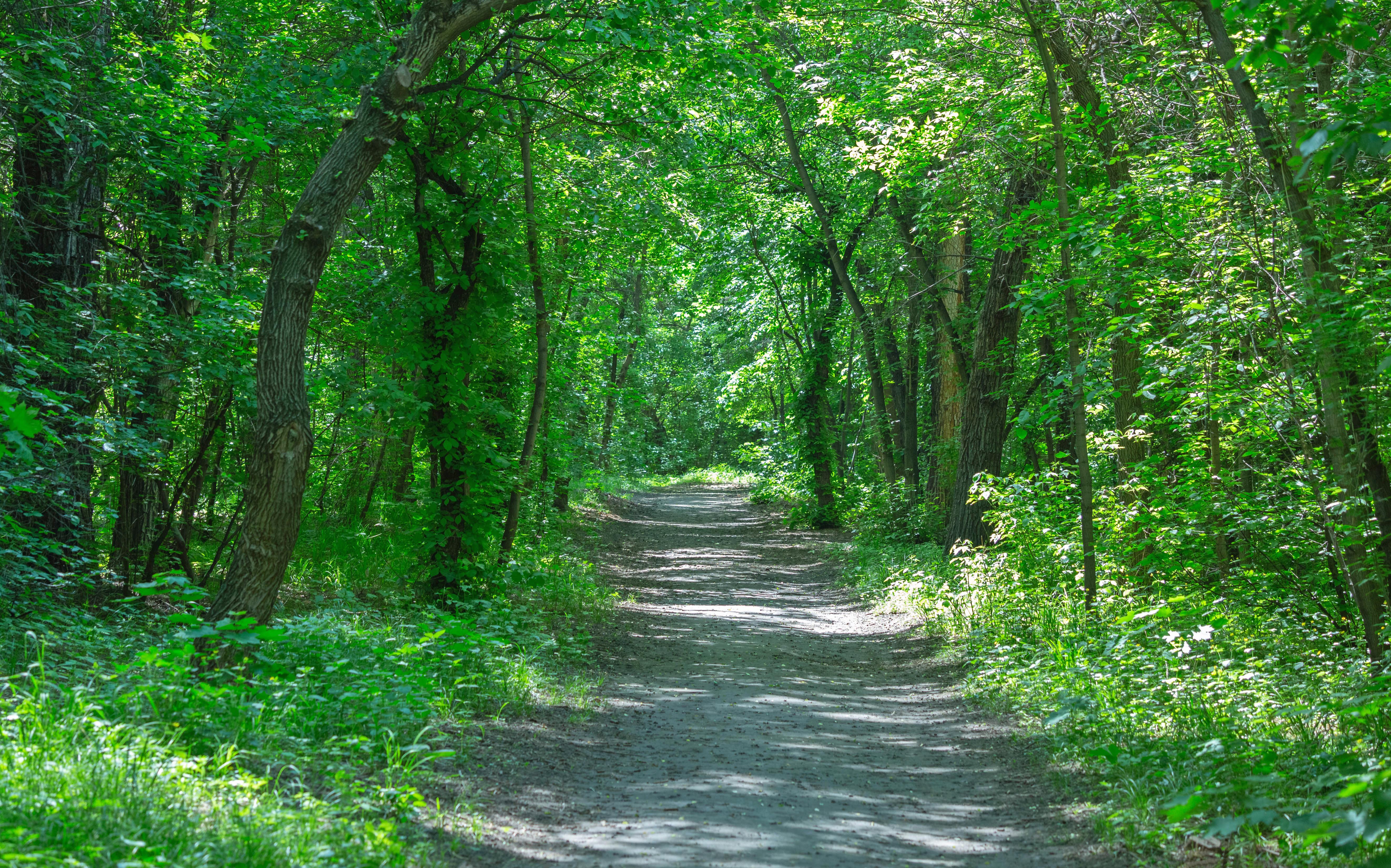Baum grove